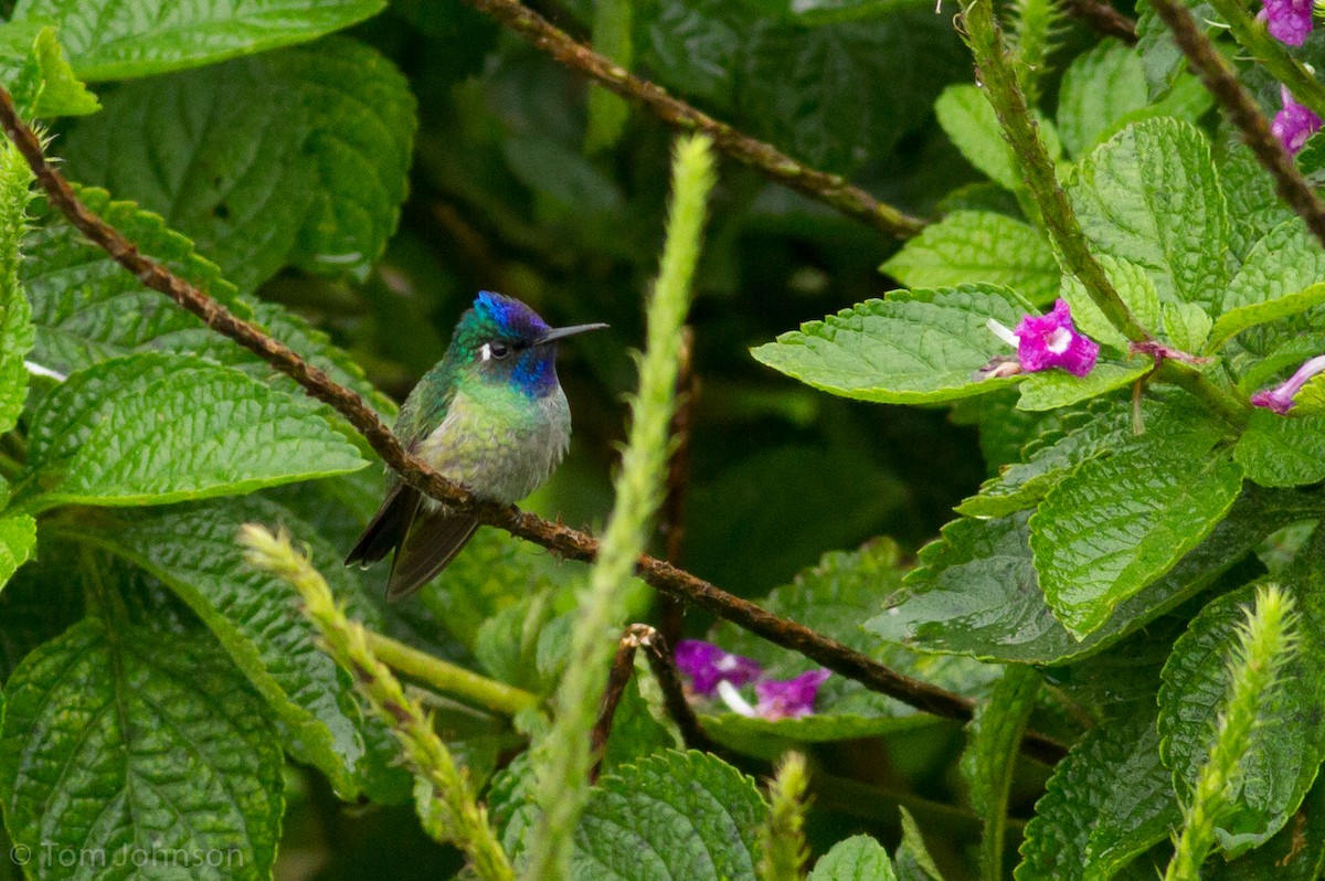 Violet-headed Hummingbird - Tom Johnson