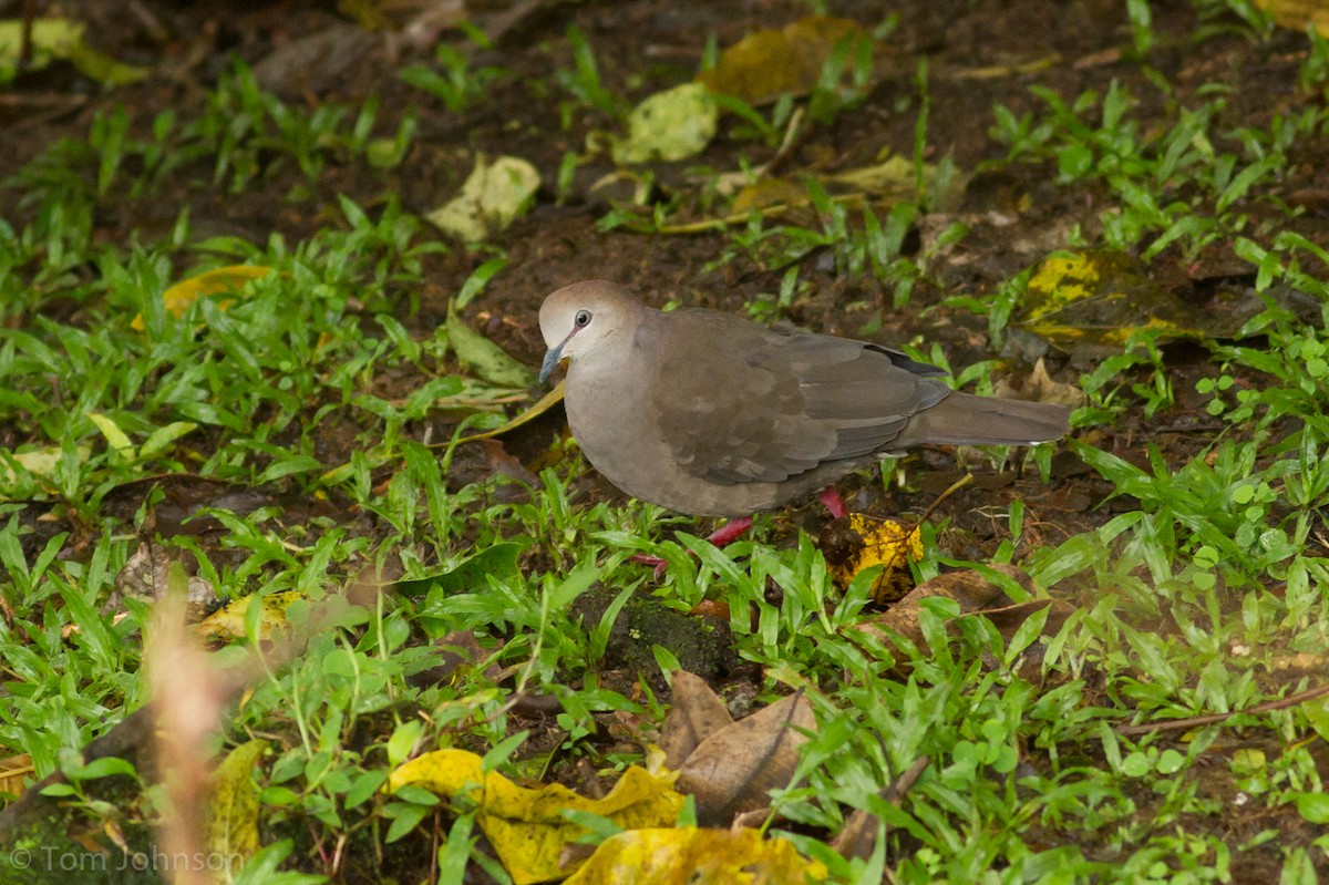 Gray-chested Dove - ML136634101