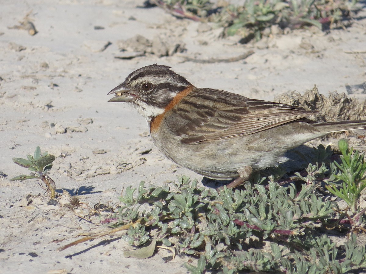 Rufous-collared Sparrow - ML136637281