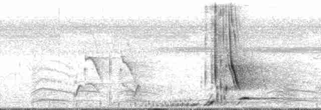 Breithauben-Stirnvogel [angustifrons-Gruppe] - ML136639