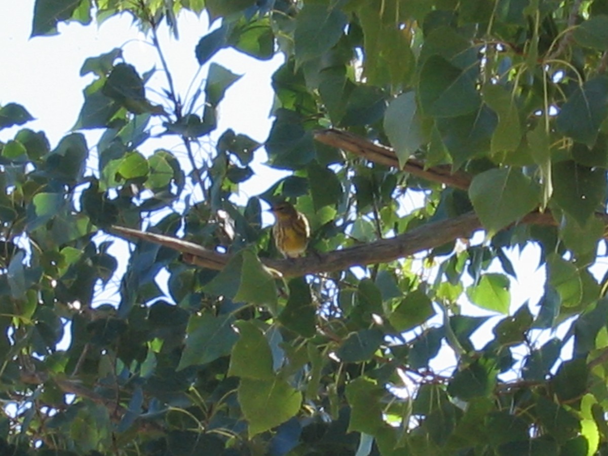 Cape May Warbler - ML136639931