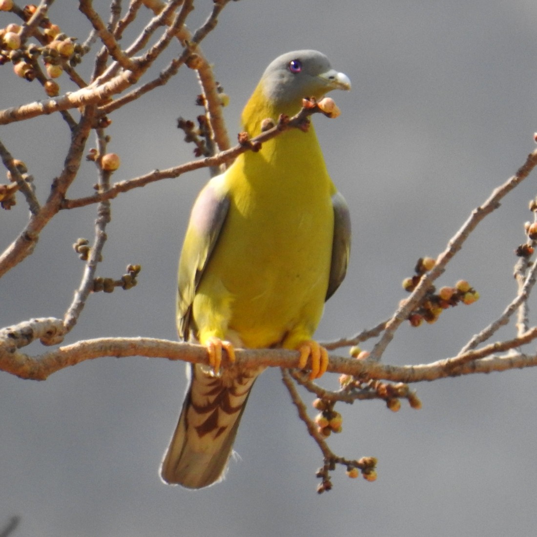 Yellow-footed Green-Pigeon - ML136641331