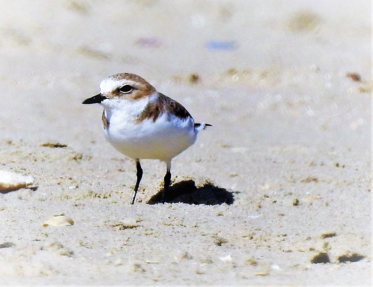 White-fronted Plover - Sharon Lu