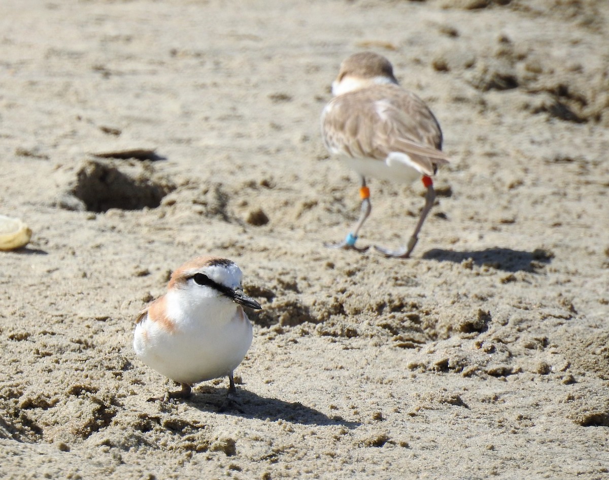 White-fronted Plover - Sharon Lu