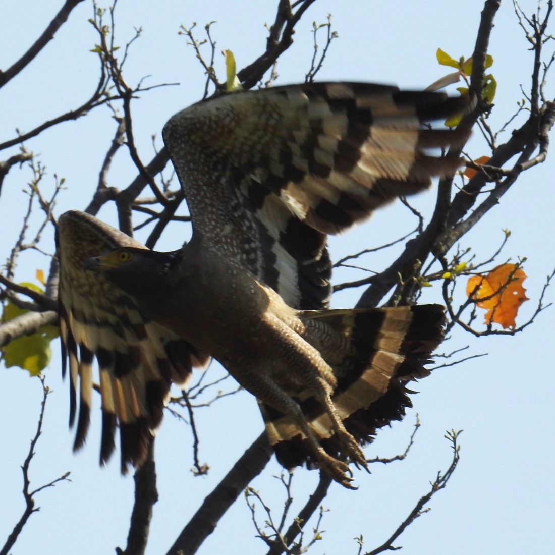Crested Serpent-Eagle - ML136642061