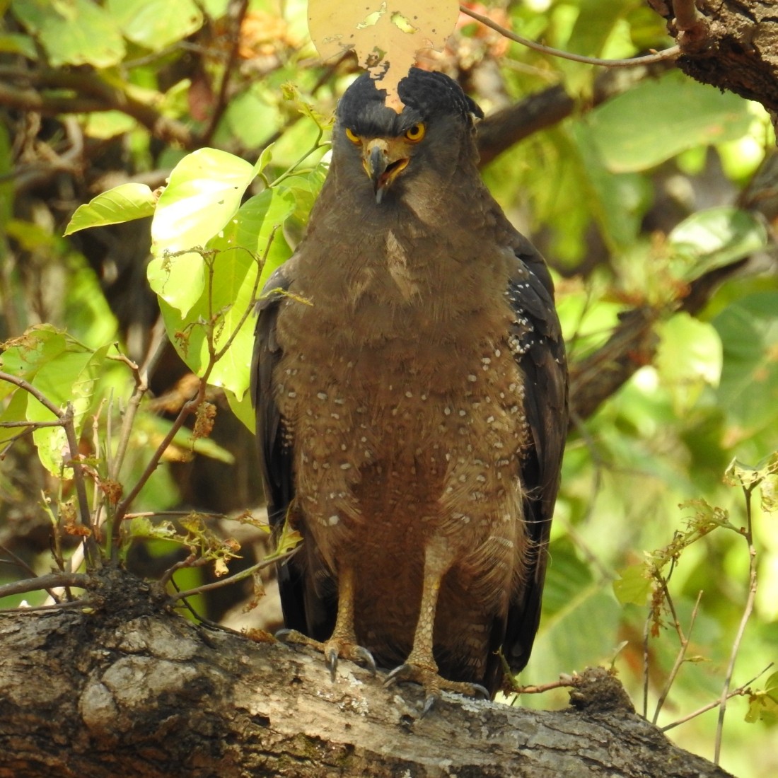 Crested Serpent-Eagle - ML136642081