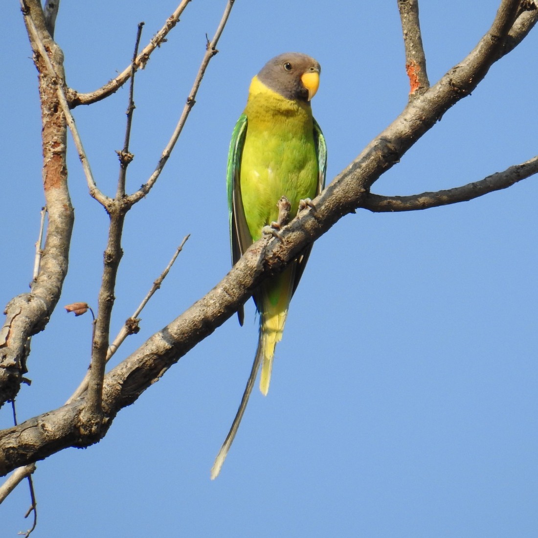 Plum-headed Parakeet - Fernando Nunes