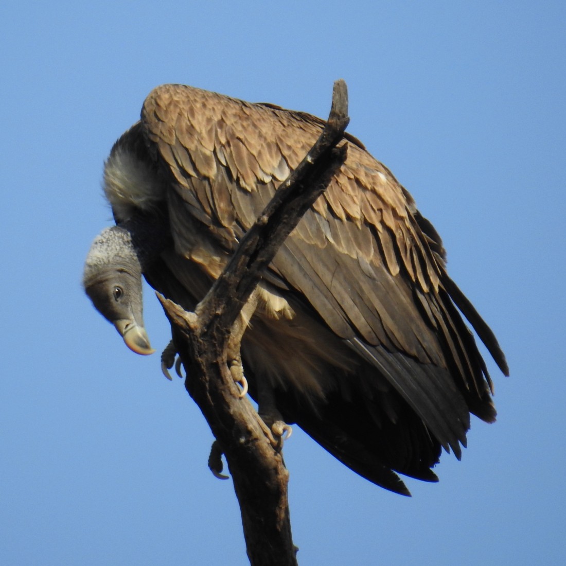 Indian Vulture - Fernando Nunes