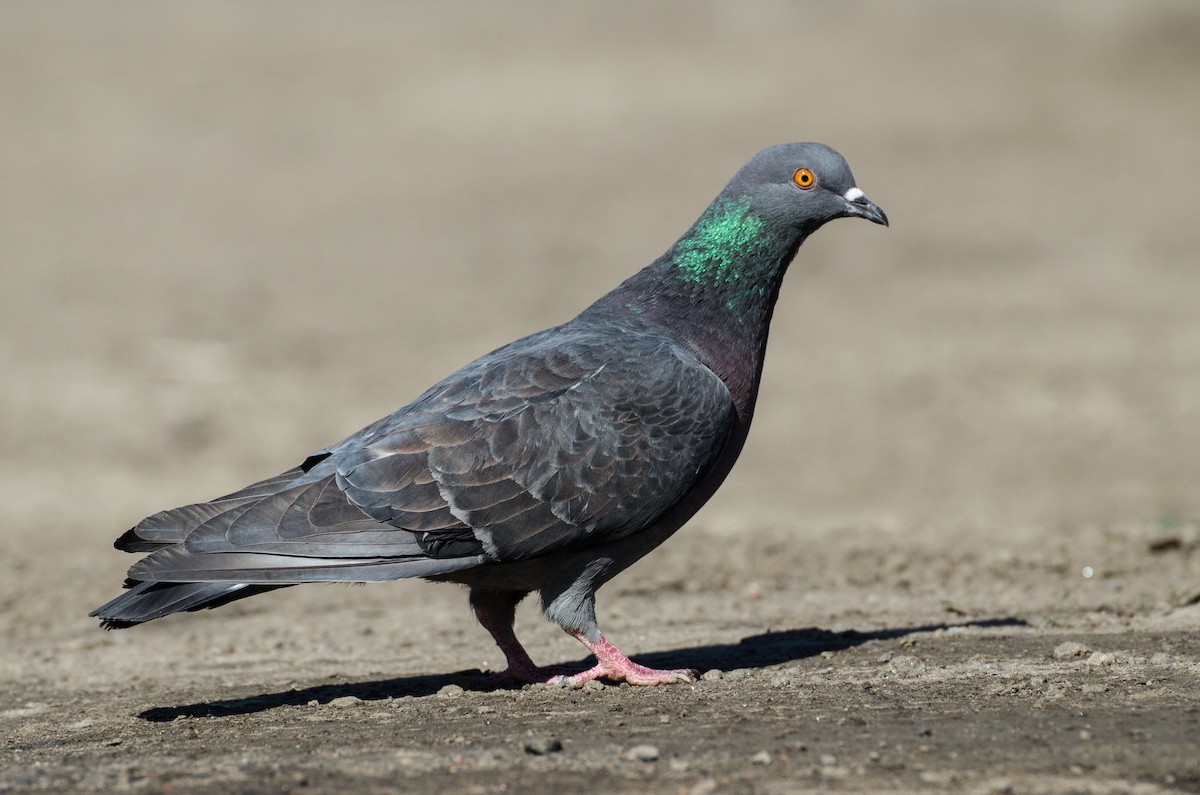 Rock Pigeon (Feral Pigeon) - Marina Gorbunova