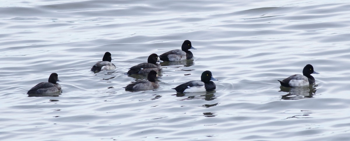Greater Scaup - ML136647591