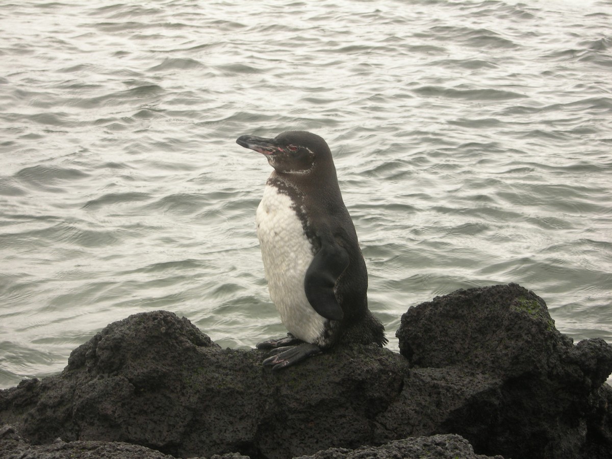 Galapagos Penguin - Gérard Cyr