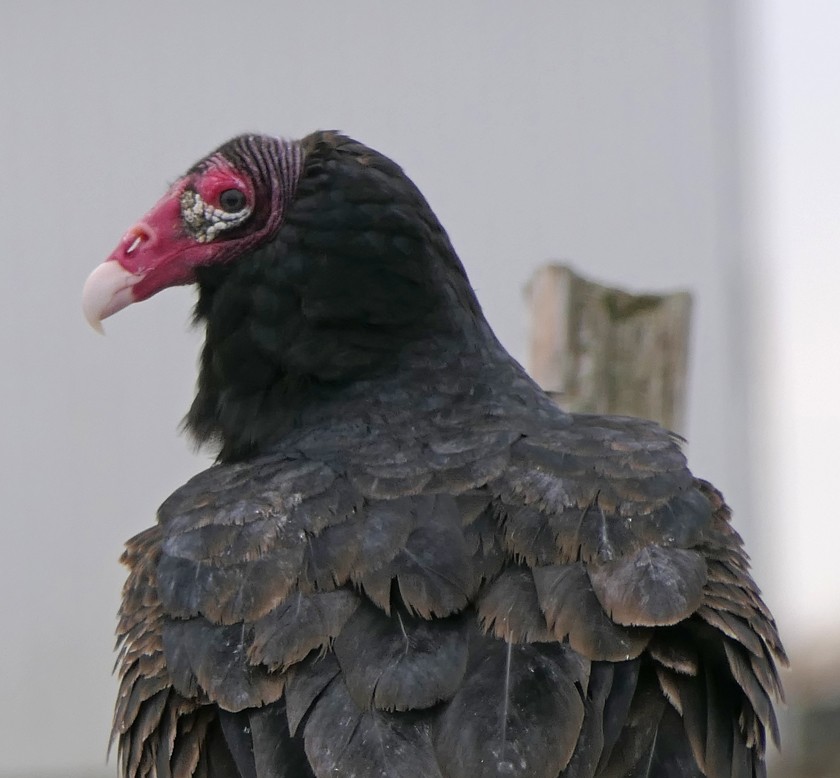 Turkey Vulture - Sandra Dennis