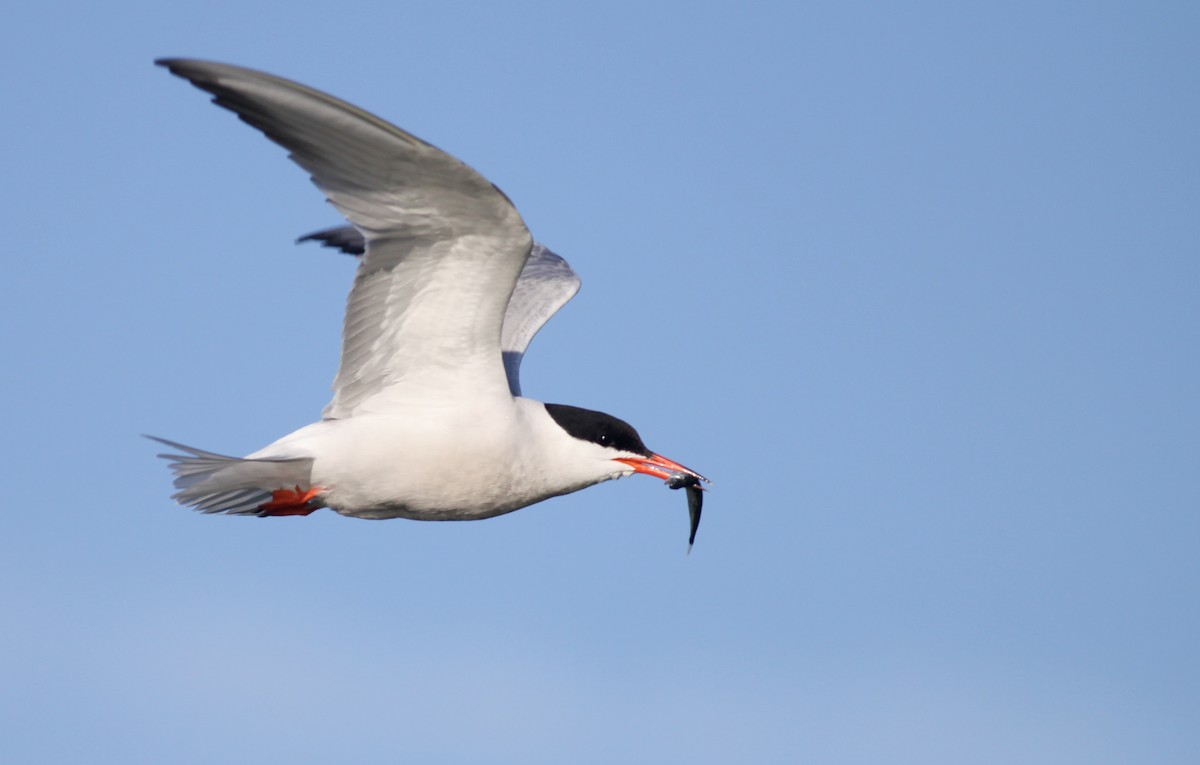 Common Tern - Ian Davies