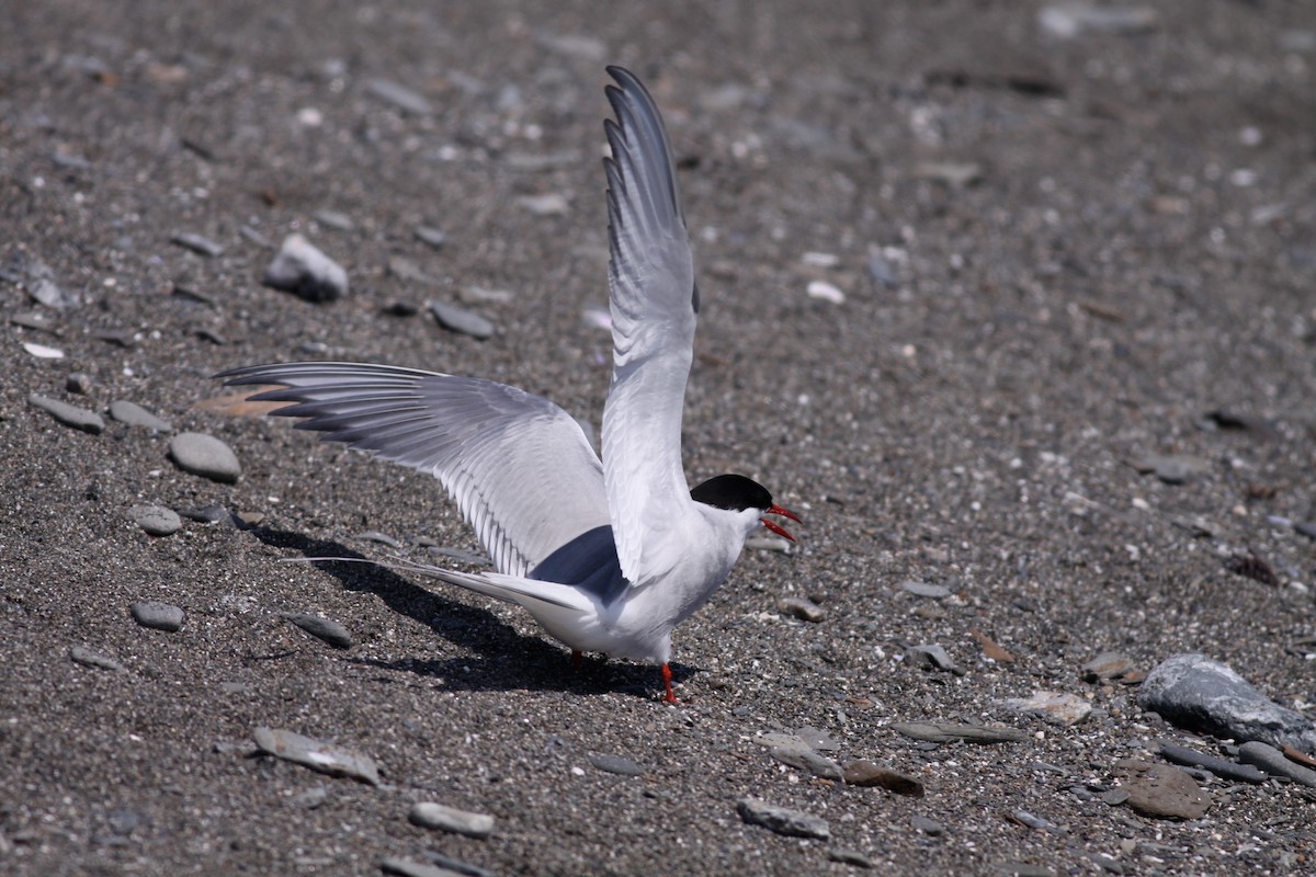 Arctic Tern - Ian Davies