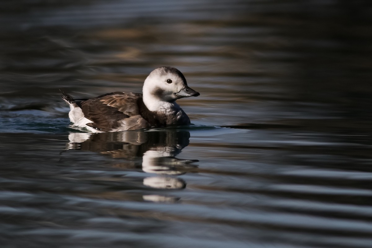 Long-tailed Duck - ML136656481