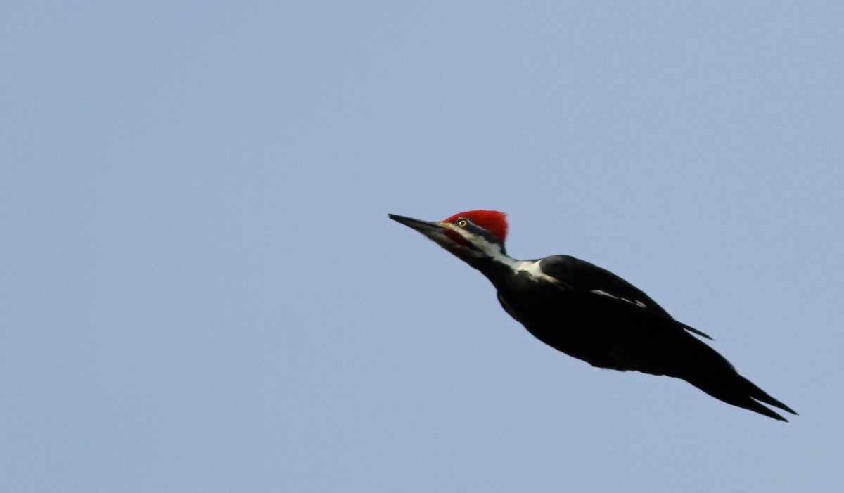 Pileated Woodpecker - ML136657251