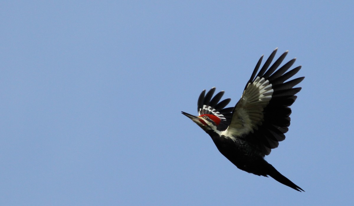 Pileated Woodpecker - ML136657261