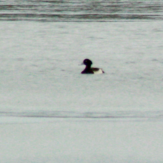 Tufted Duck - ML136658911