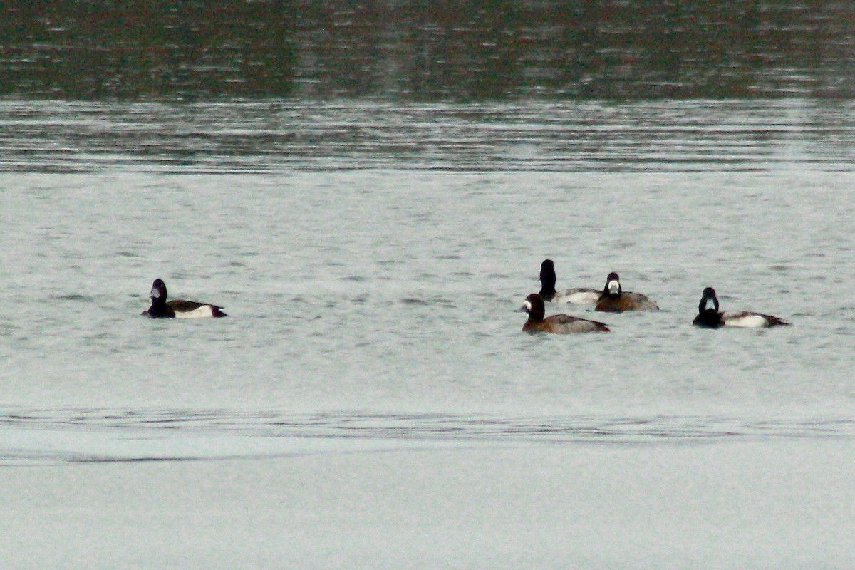 Tufted Duck - ML136658921
