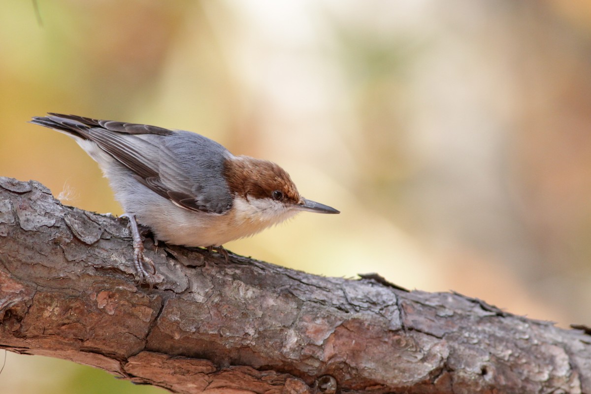 Brown-headed Nuthatch - ML136659041