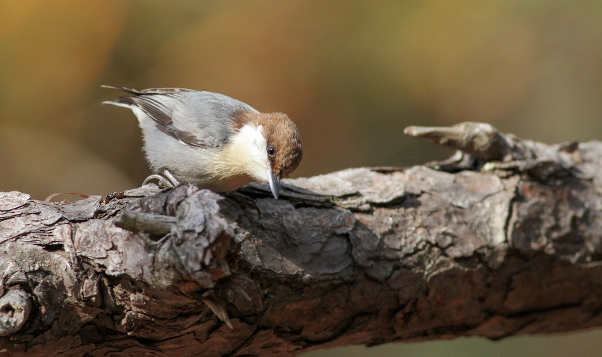 Brown-headed Nuthatch - ML136659051