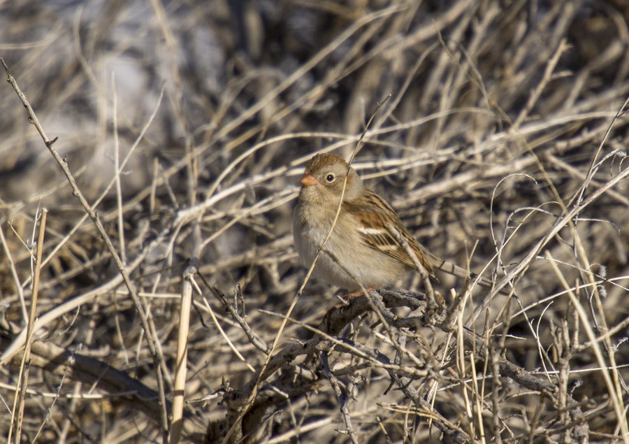 Field Sparrow - Jerry DeBoer
