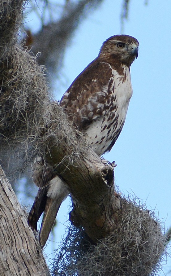 Red-tailed Hawk - ML136660941