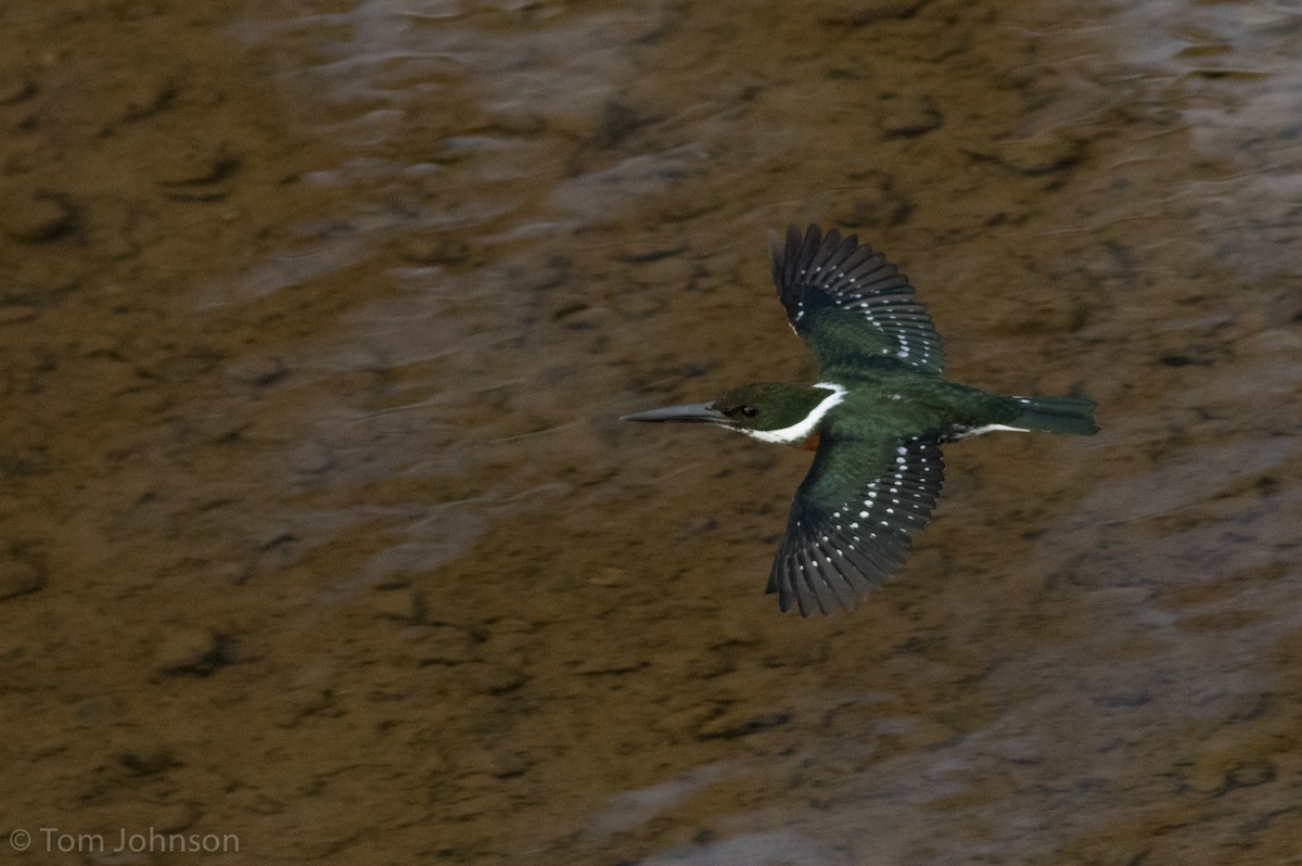 Green Kingfisher - Tom Johnson