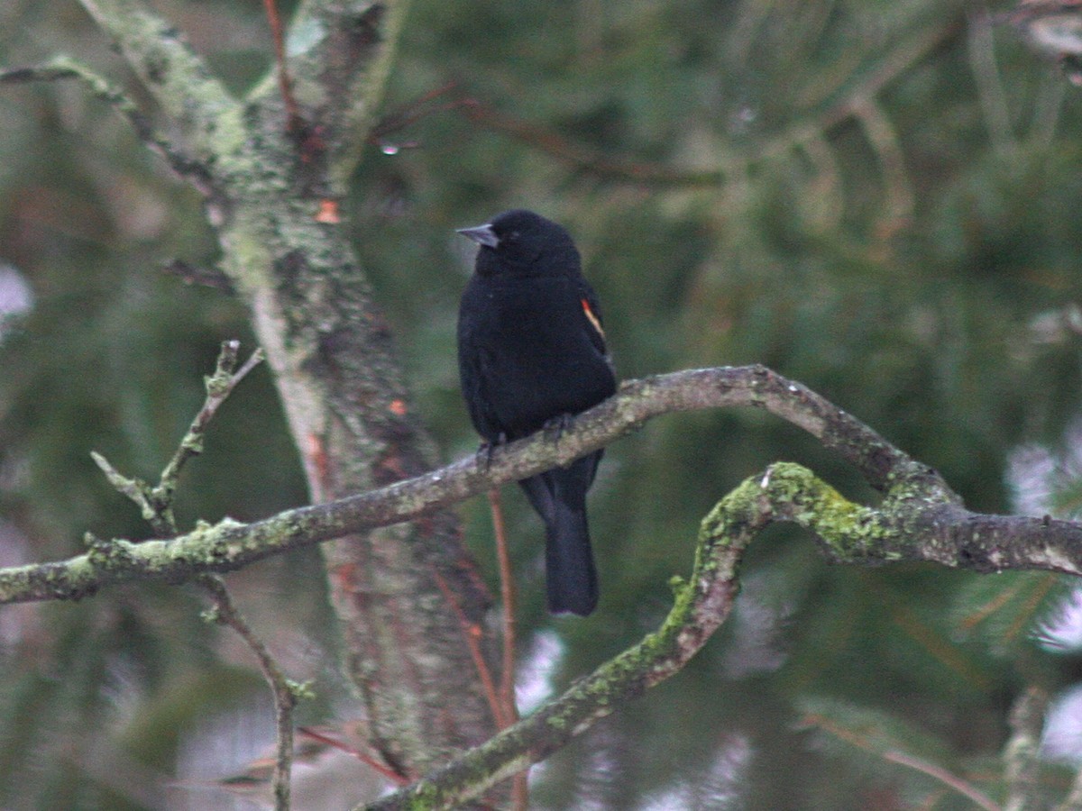 Red-winged Blackbird - Sherry Plessner