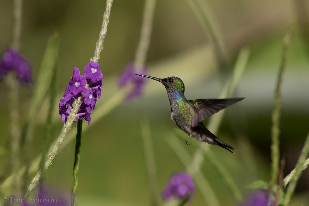 Charming Hummingbird - ML136665411