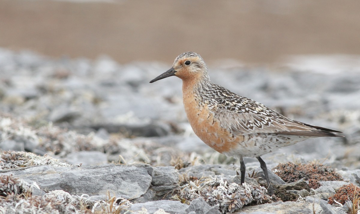 Red Knot - ML136666531