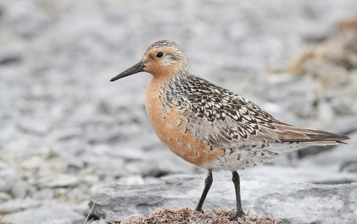 Red Knot - ML136666591