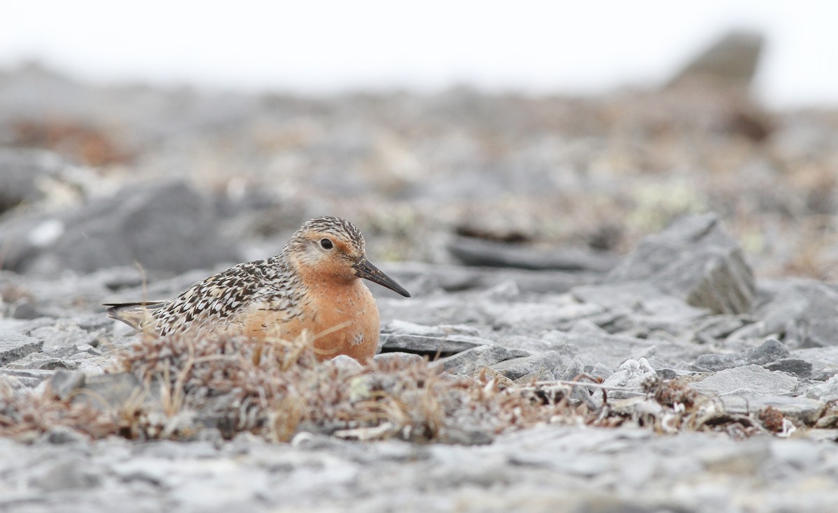 Red Knot - ML136666601