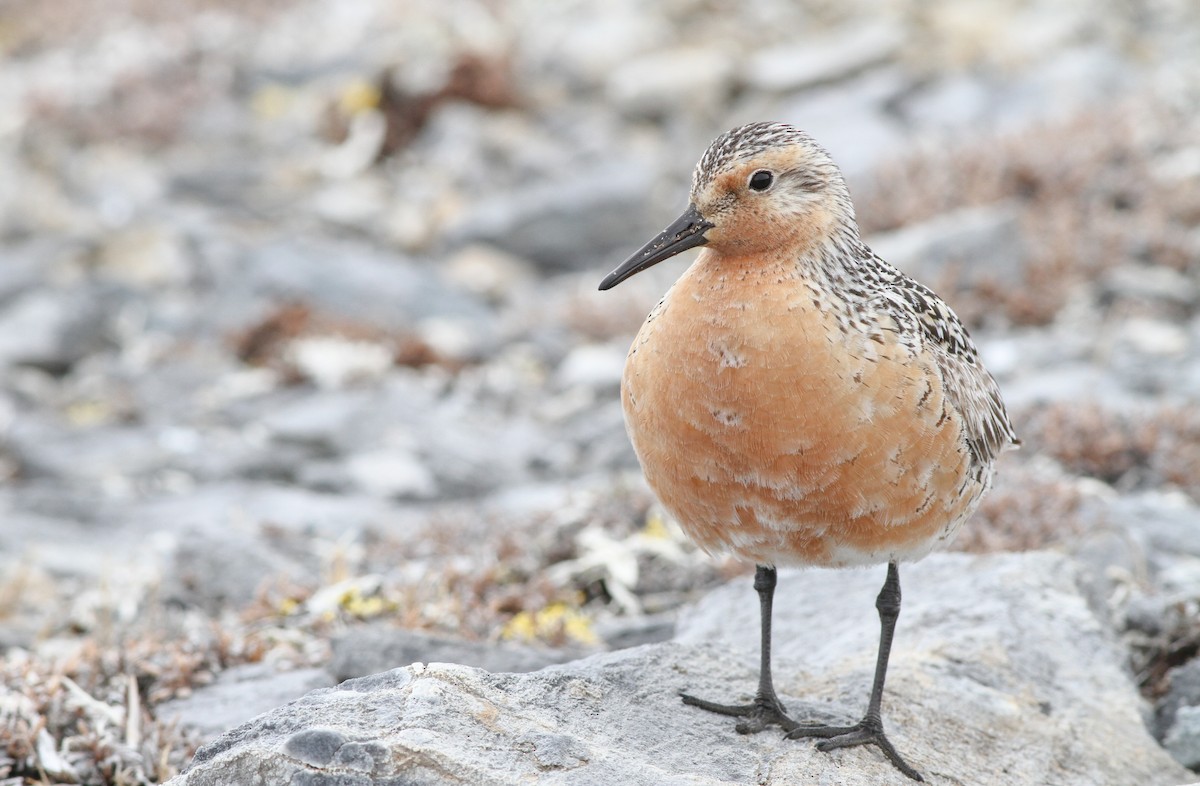 Red Knot - ML136666611