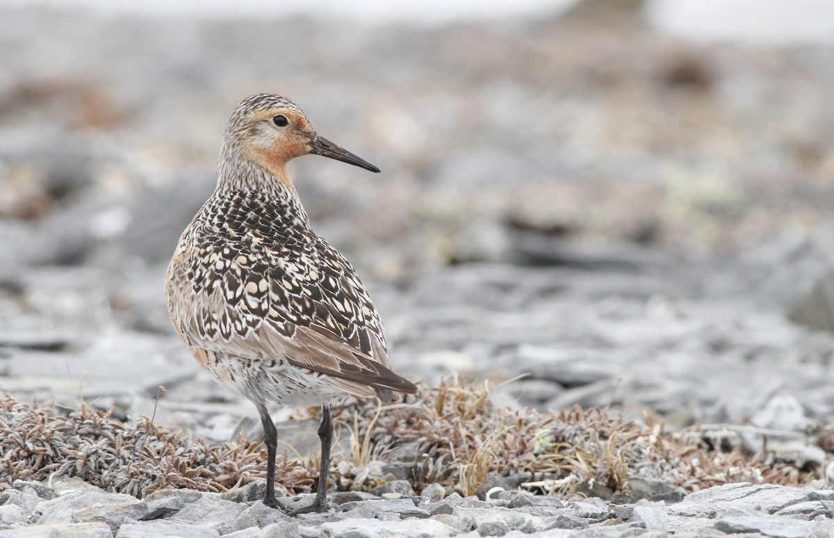 Red Knot - ML136666621