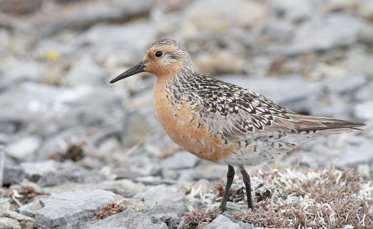 Red Knot - ML136666631