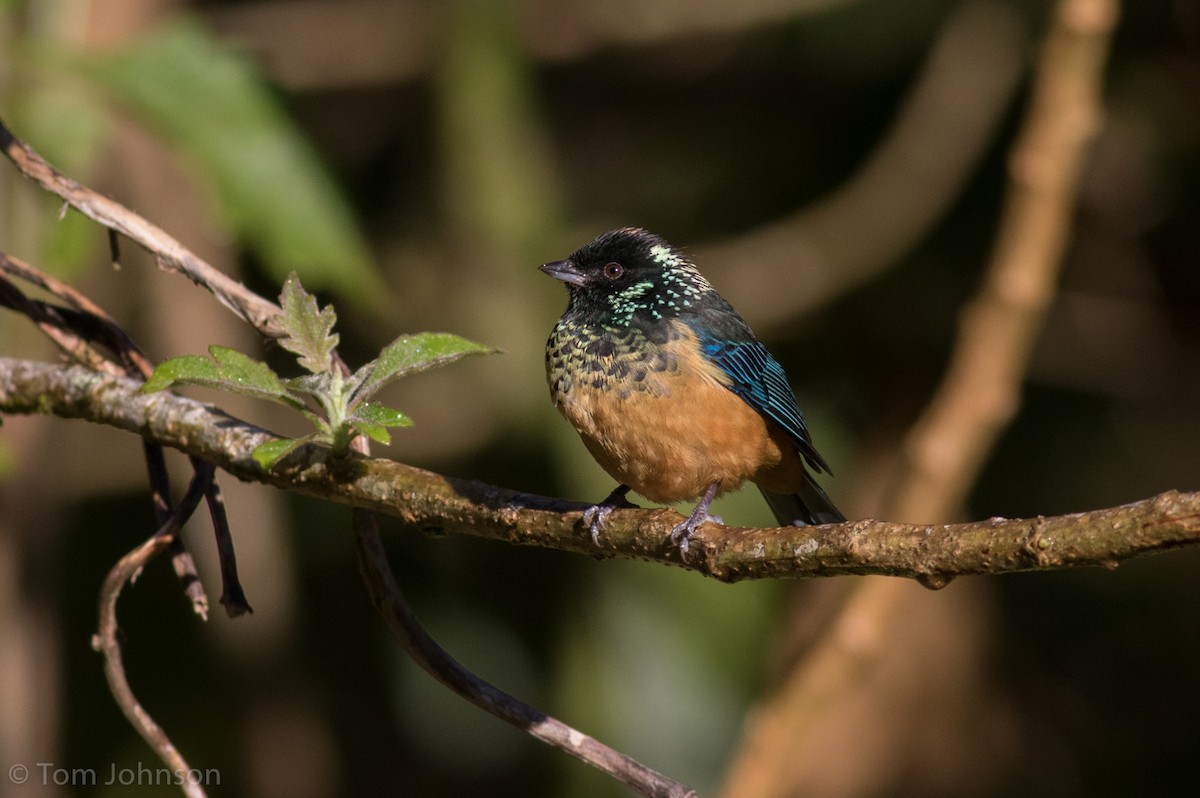 Spangle-cheeked Tanager - ML136667541