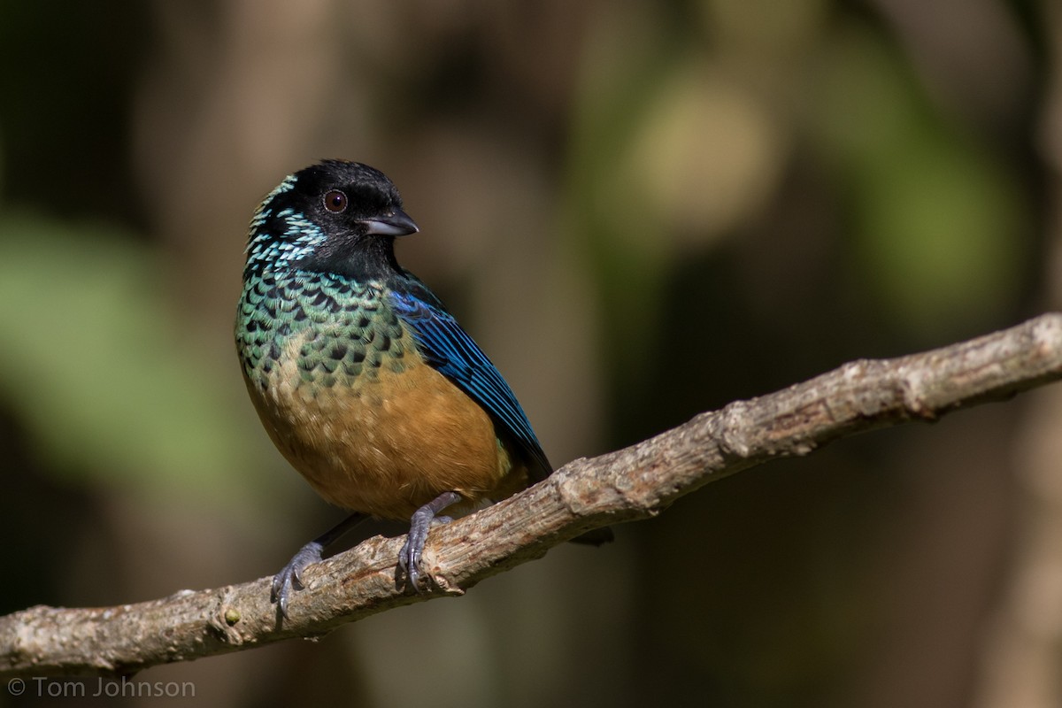 Spangle-cheeked Tanager - ML136667591