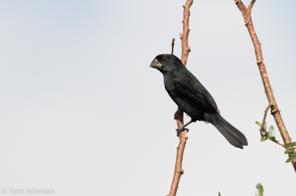 Thick-billed Seed-Finch - ML136668171