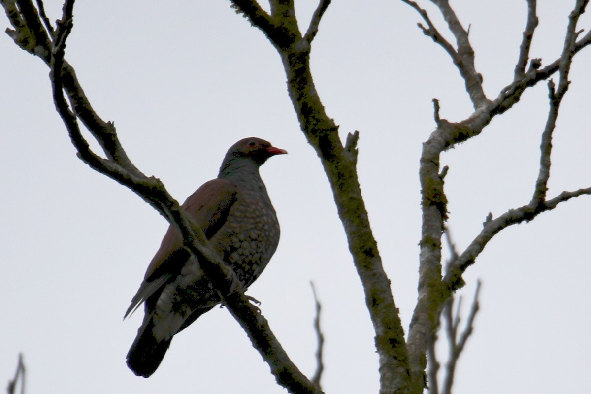 Scaled Pigeon - ML136668591