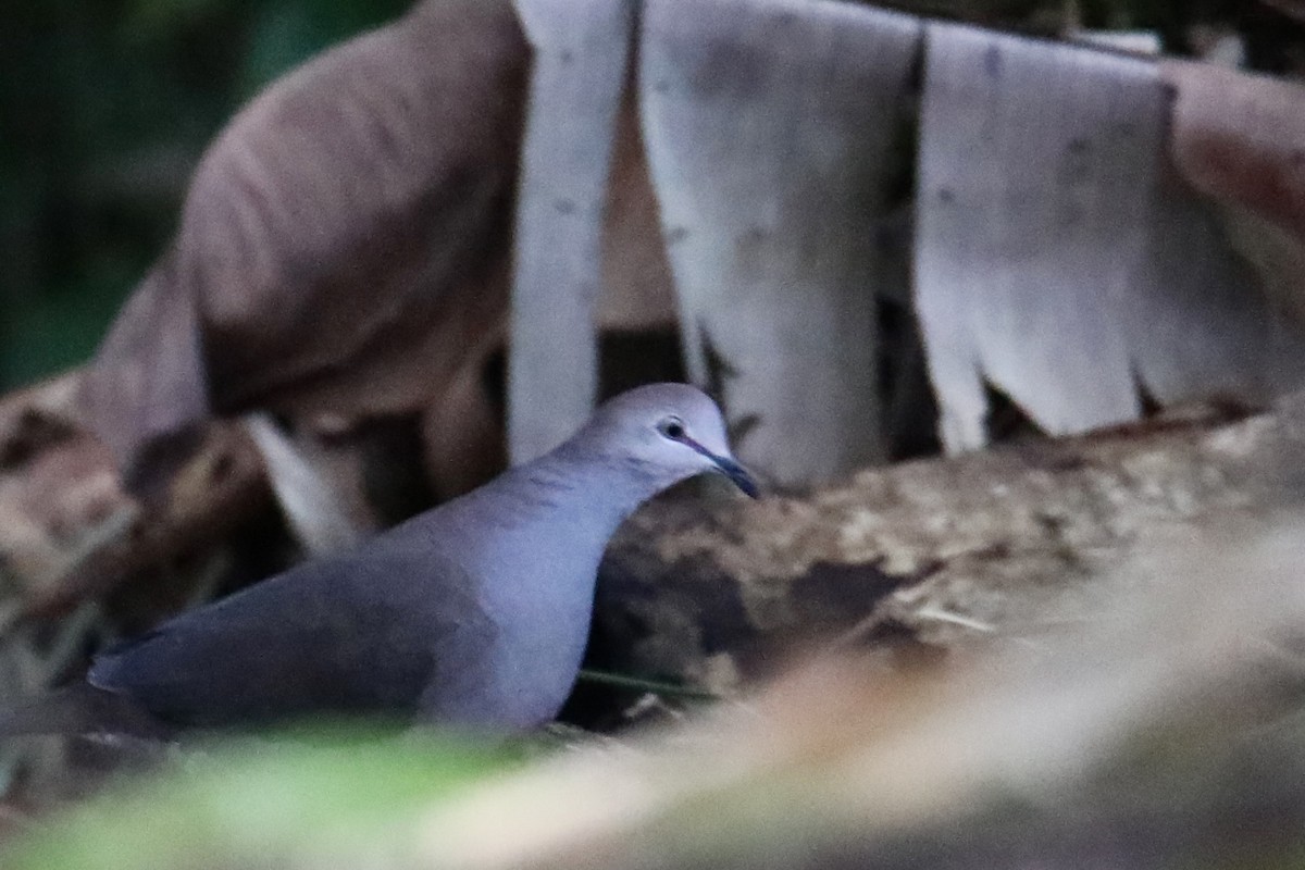 Gray-chested Dove - ML136668671