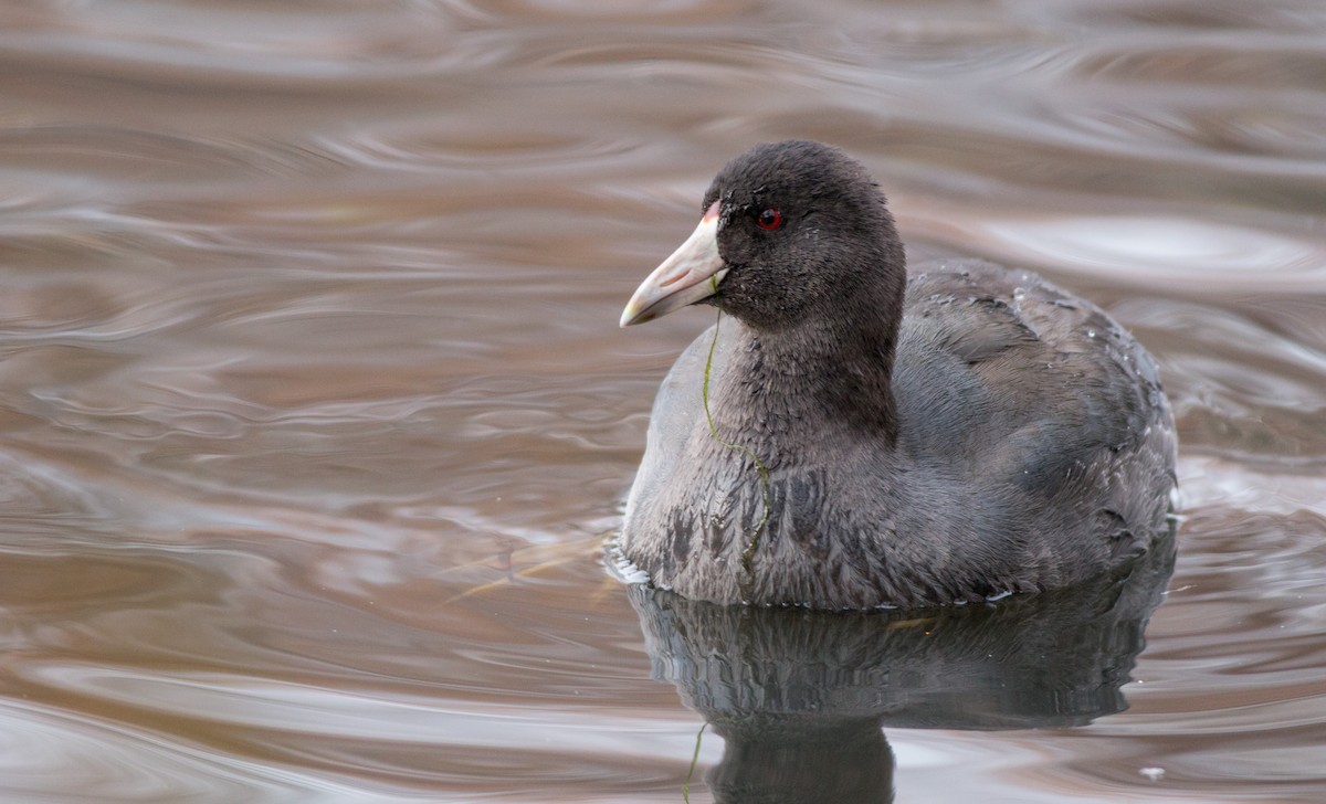 American Coot (Red-shielded) - ML136669241