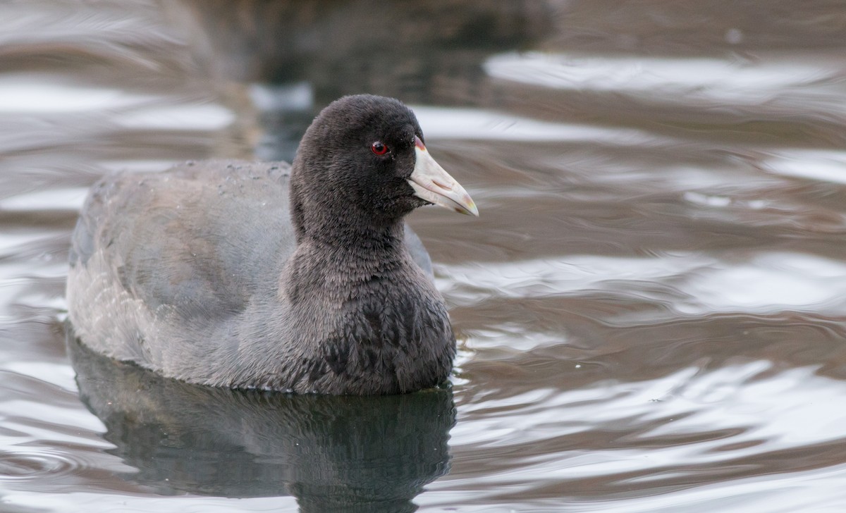 American Coot (Red-shielded) - ML136669271