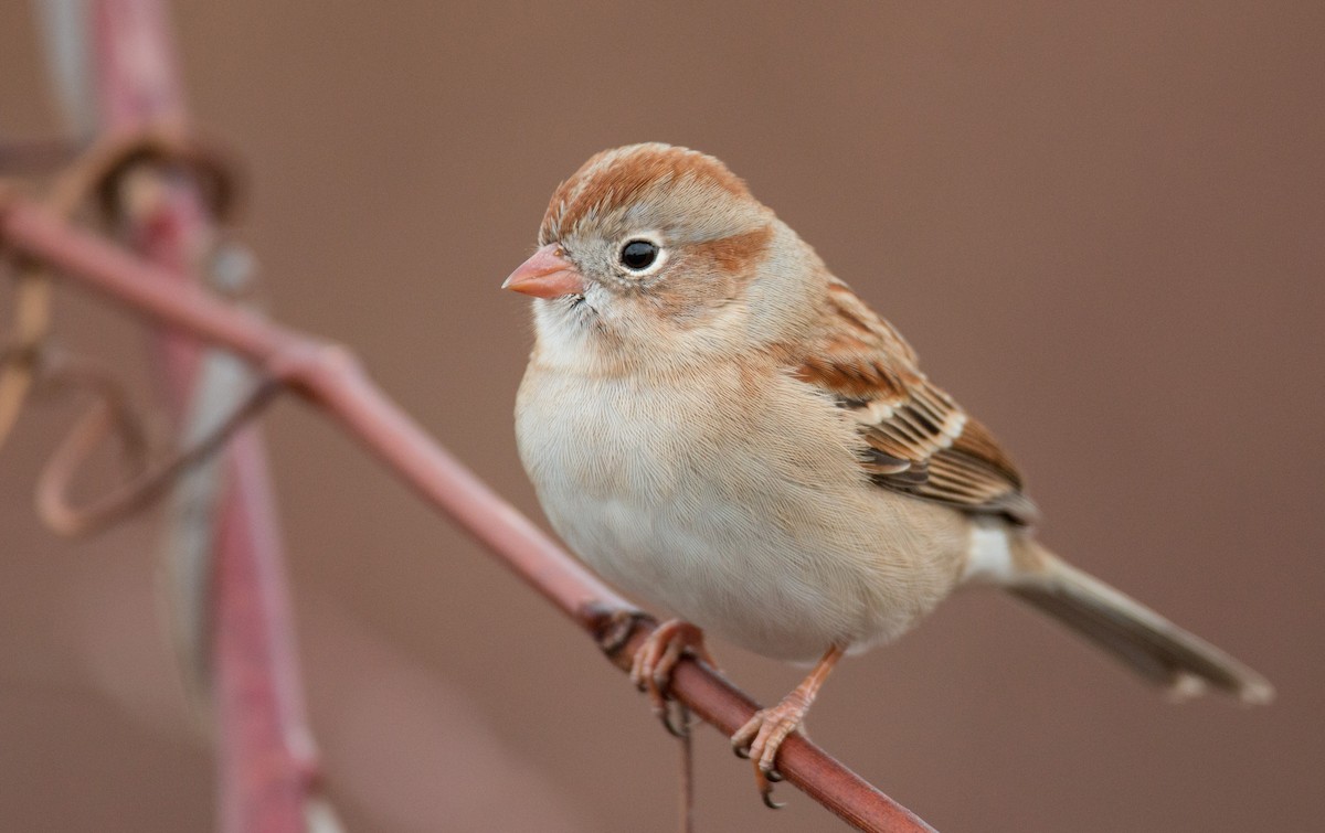 Field Sparrow - ML136669541