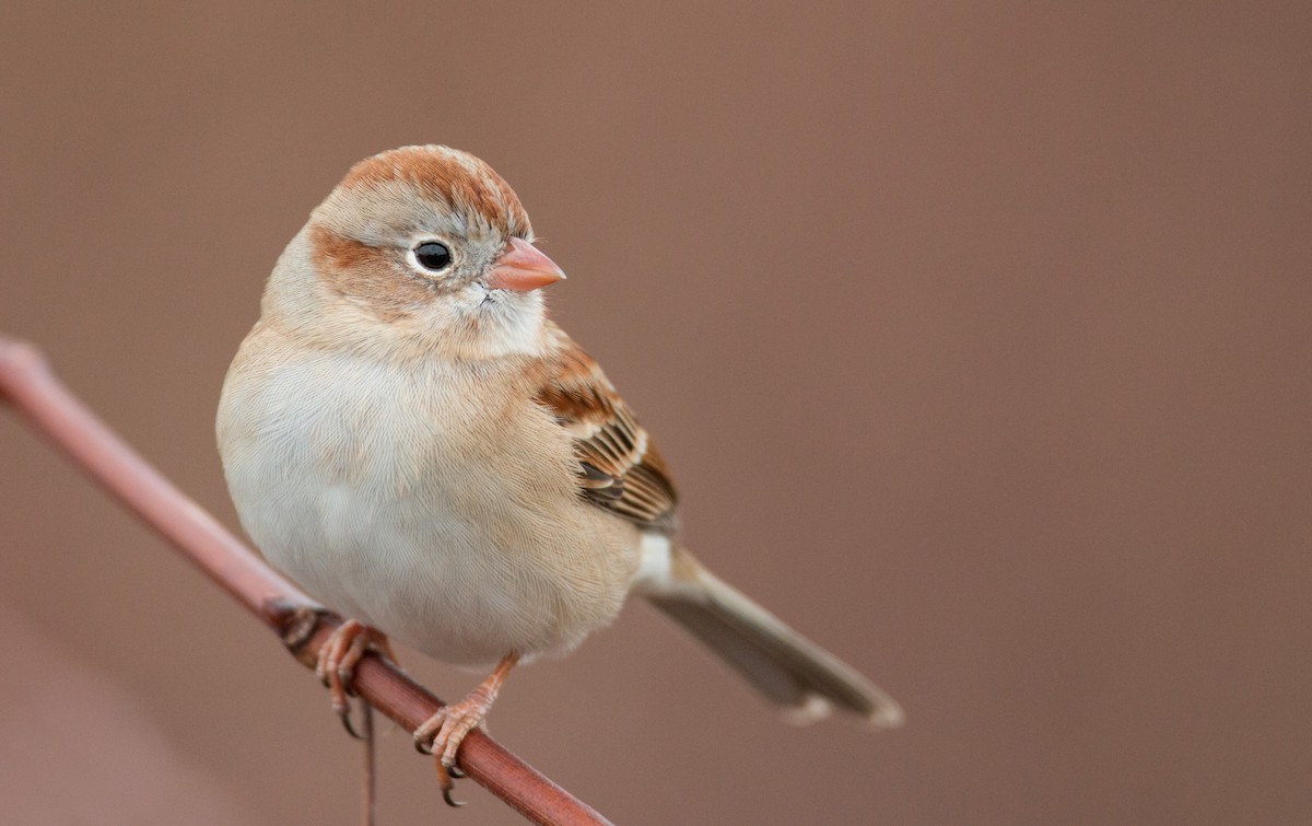 Field Sparrow - ML136669561