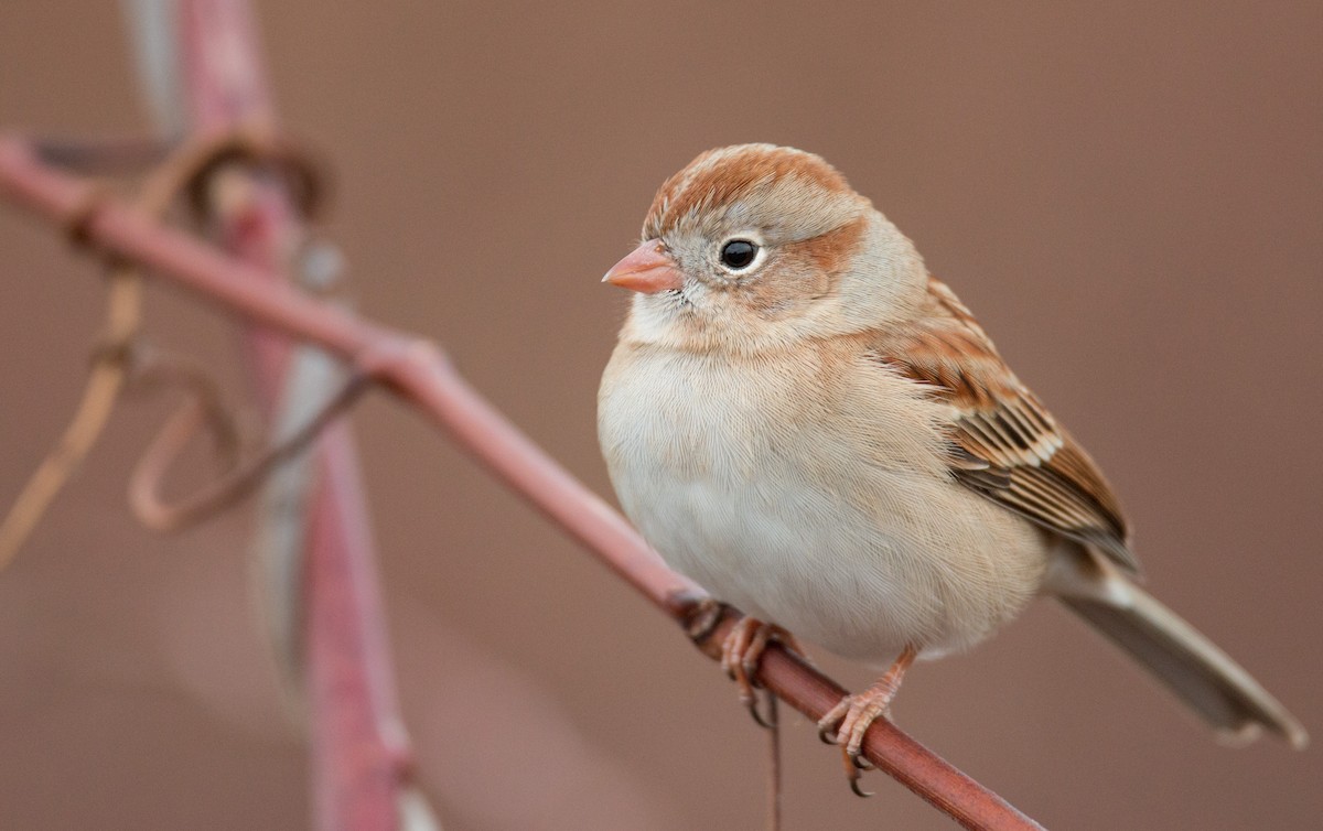Field Sparrow - ML136669581