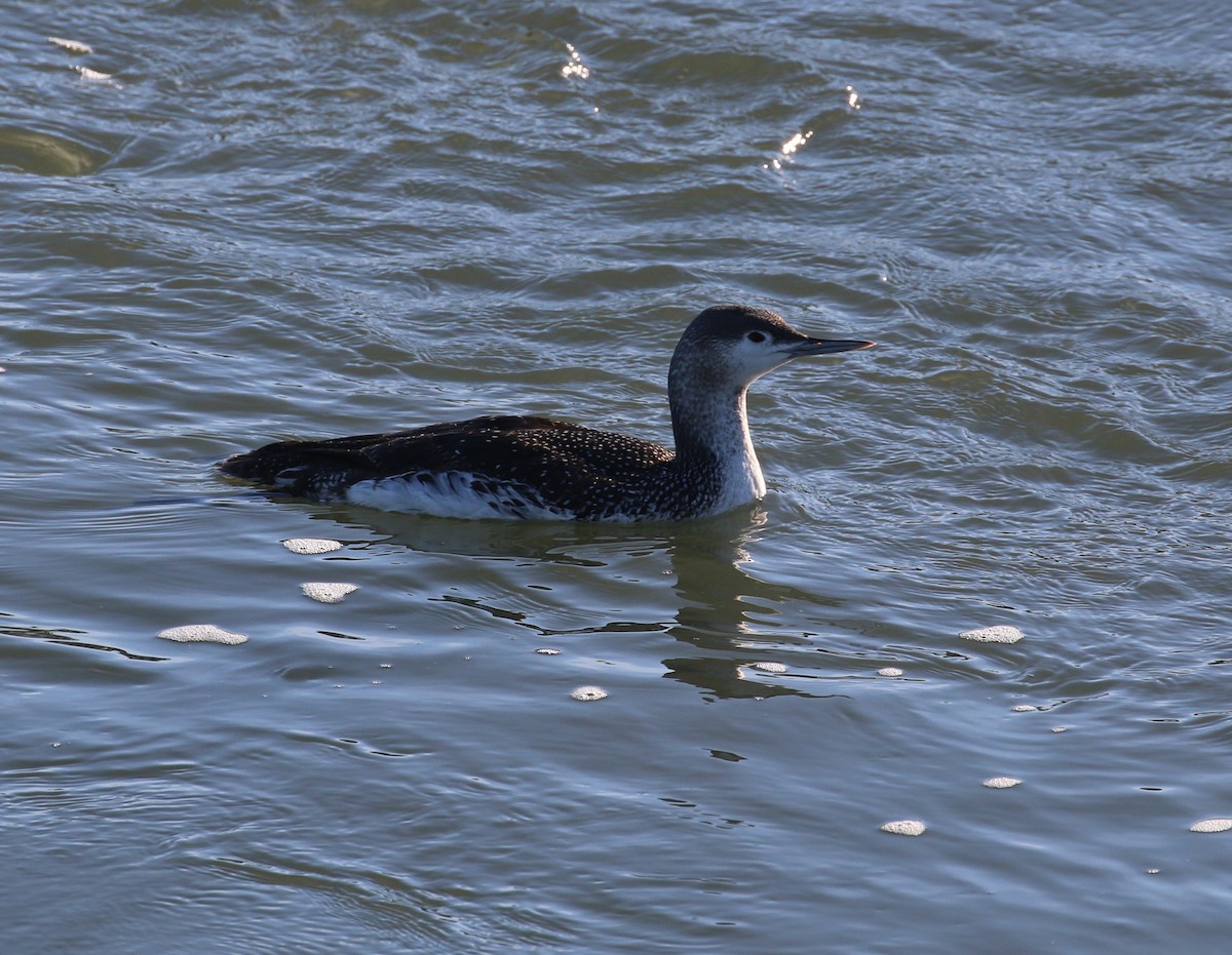 Red-throated Loon - Pair of Wing-Nuts