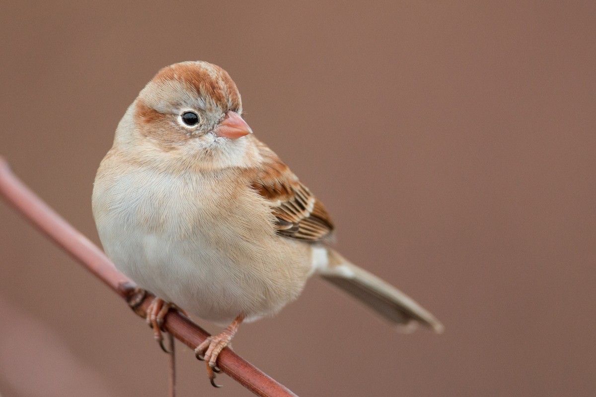 Field Sparrow - ML136669751