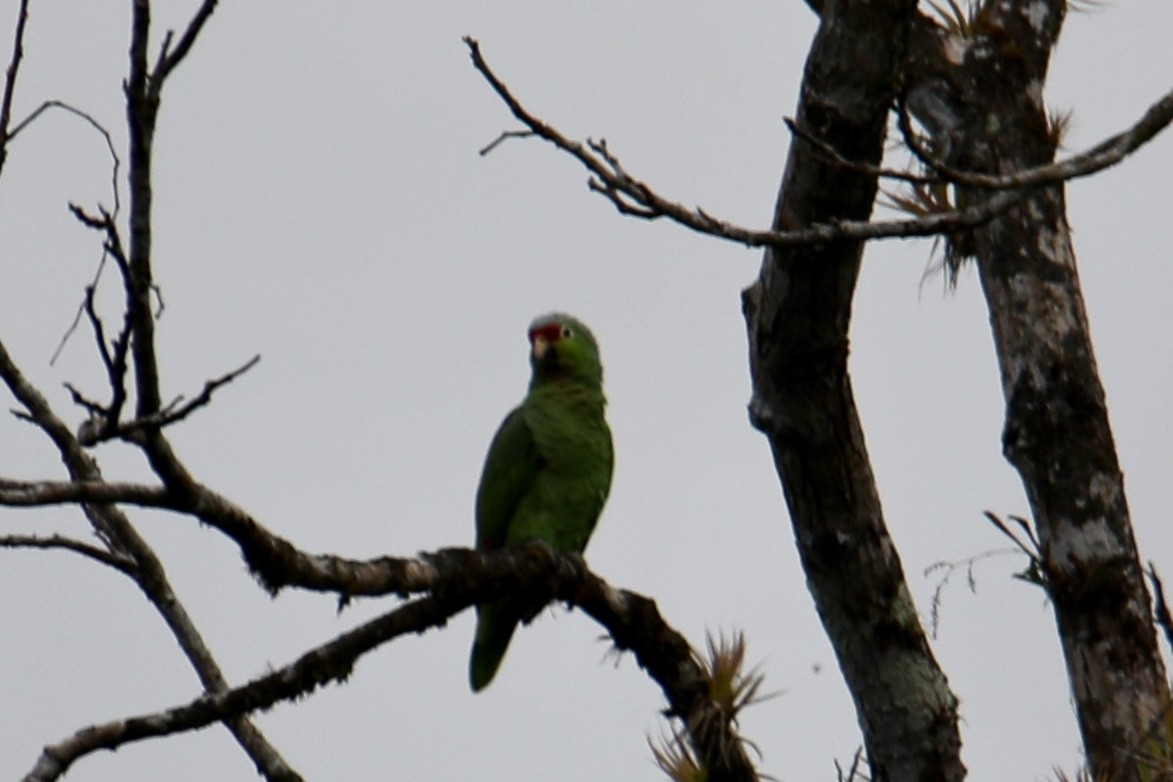 Red-lored Parrot - ML136670911