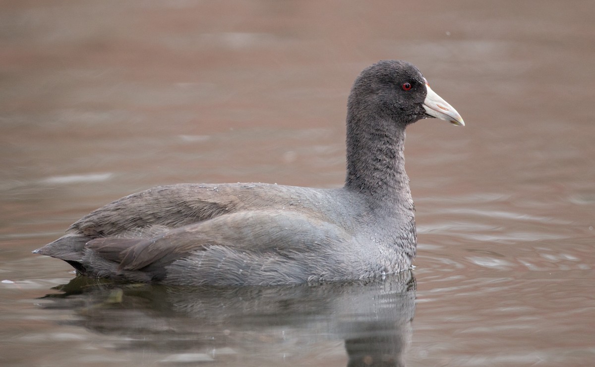 American Coot (Red-shielded) - ML136671151
